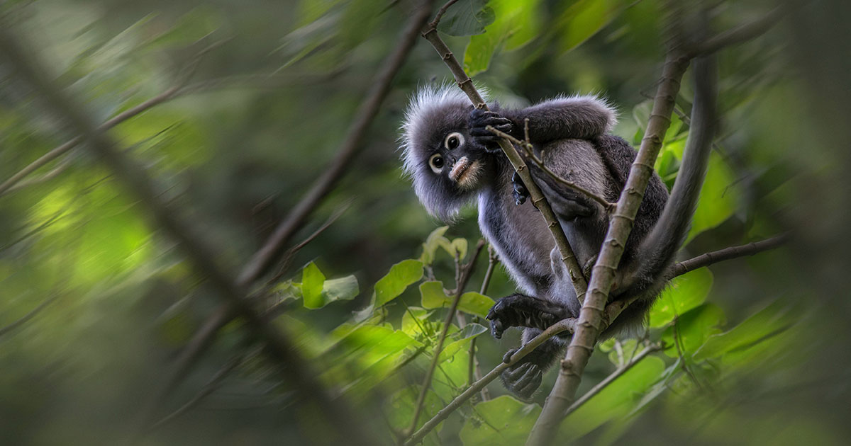 2-Days Nyungwe National Park Exploration