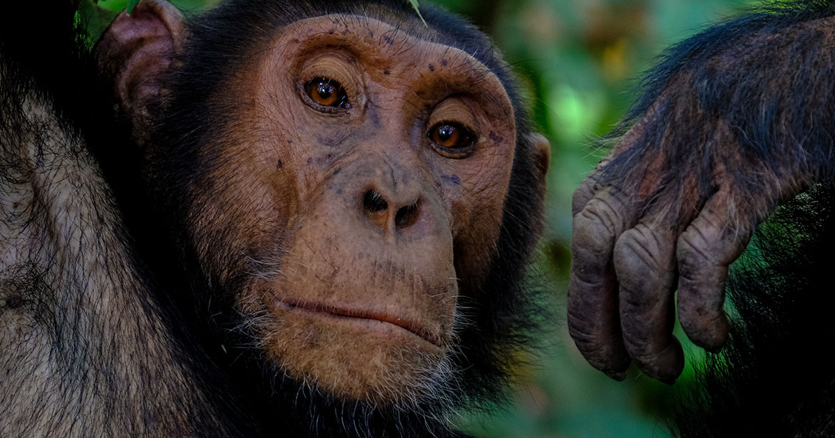 3-Days Kibale Chimpanzee Trek