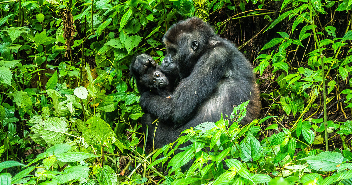 uganda-gorilla