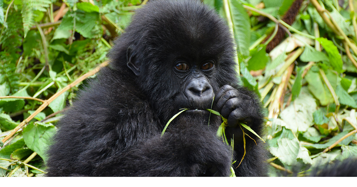 3-days-rwanda-gorilla-trek
