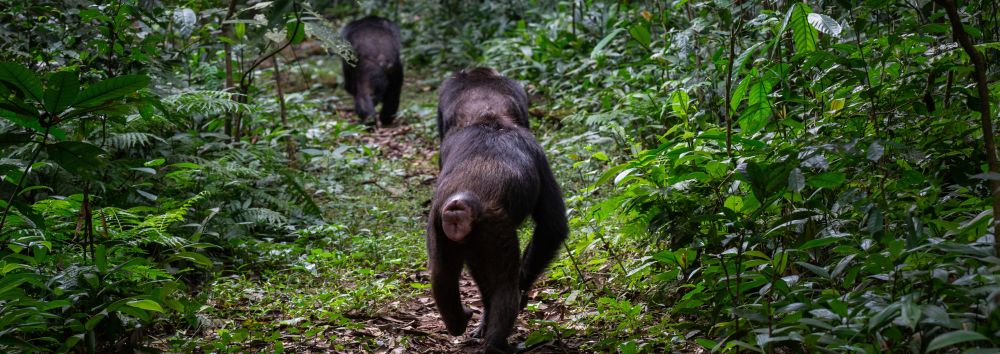 Chimpanzee tracking in Kibale: A captivating journey through lush forests and primate habitats.