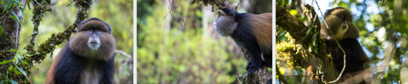 Golden monkeys in their natural habitat at Mgahinga National Park, Uganda, amidst lush green forest.