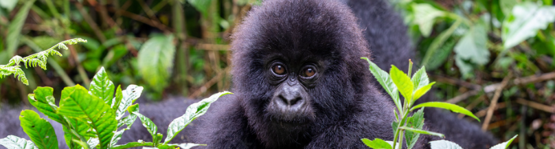 Gorilla tour in Bwindi Forest, Uganda, featuring close-up encounters with mountain gorillas in lush habitat