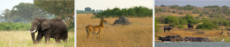 A stunning view of Queen Elizabeth National Park's diverse wildlife and scenic landscapes in Uganda