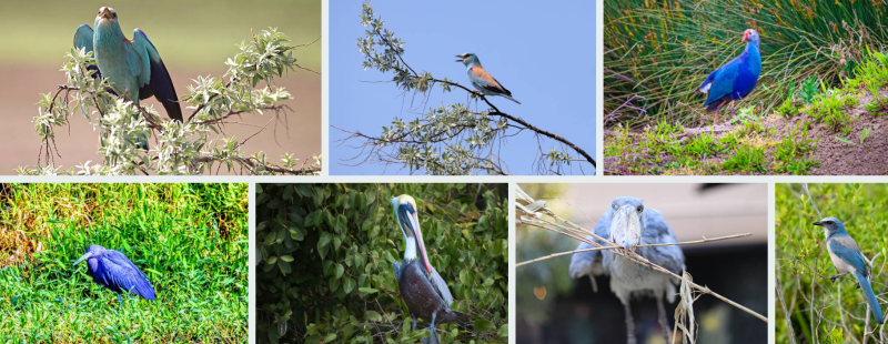 Birdwatching safari in Uganda, spotting rare and exotic bird species in lush natural habitats.