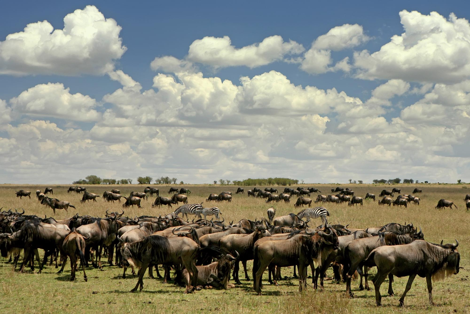 Serengeti National Park: The Crown Jewel of African Wildlife