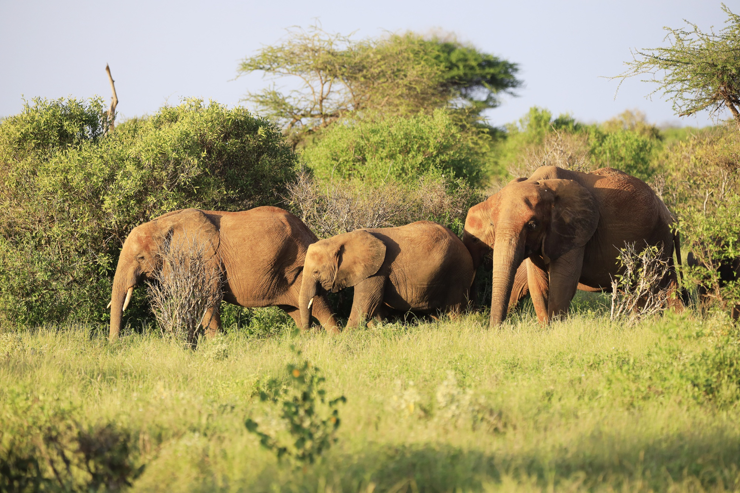 Queen Elizabeth National Park