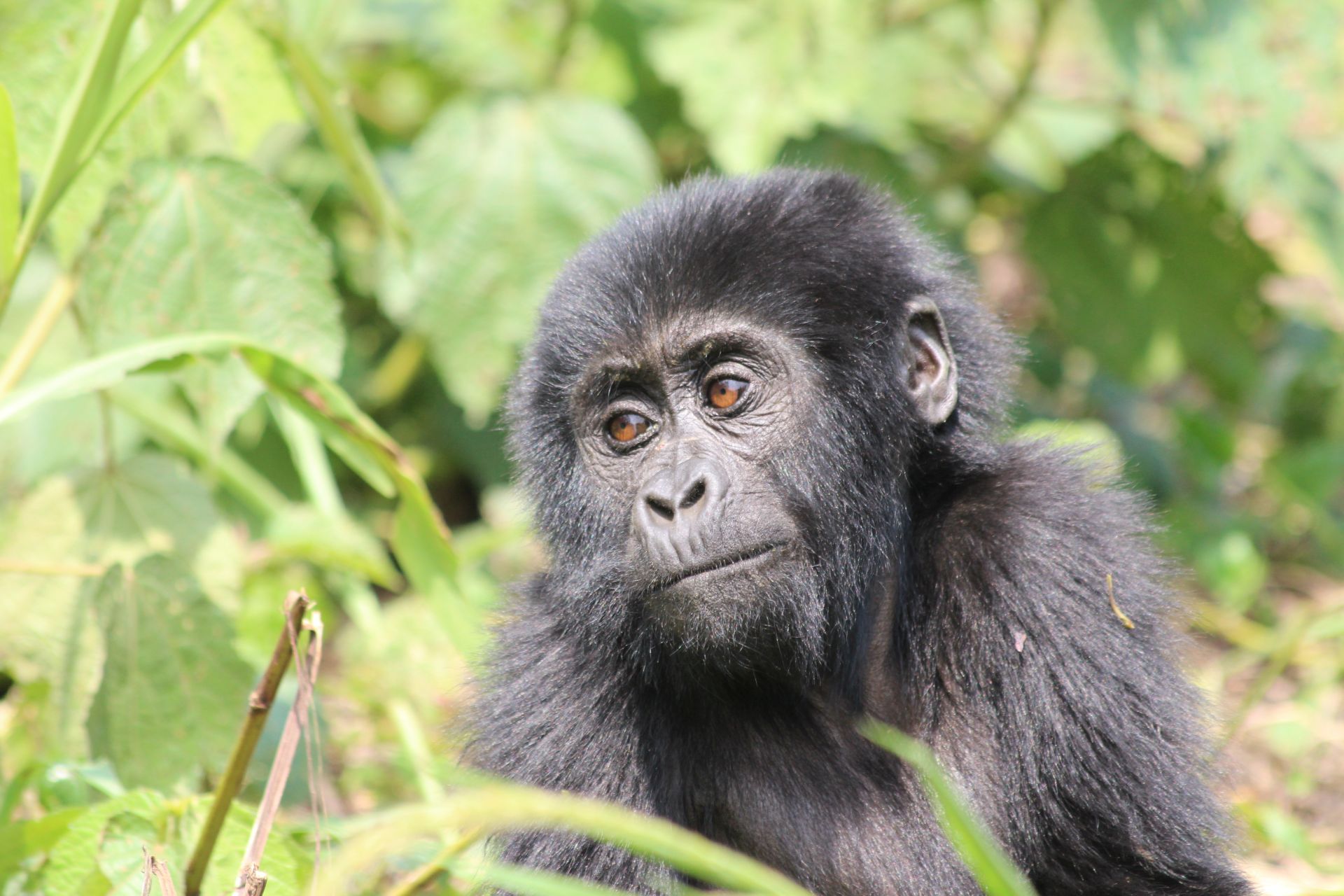 Bwindi Impenetrable National Park